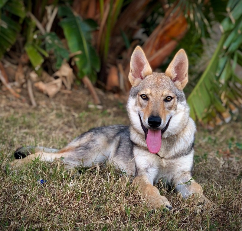 Dog Photo