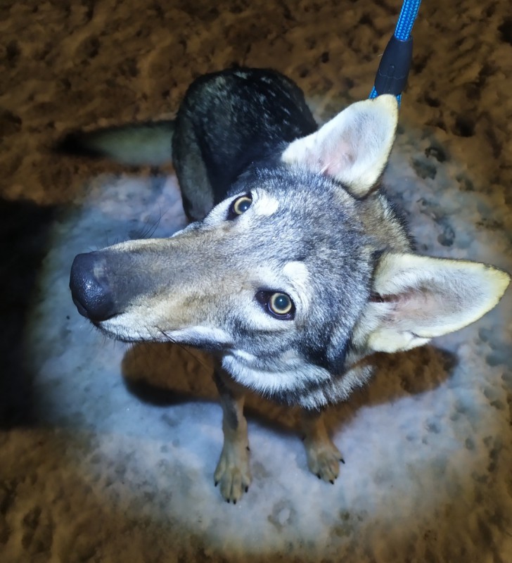 Dog Photo
