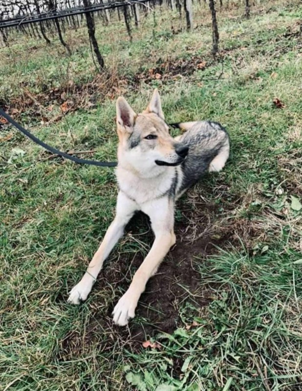 Dog Photo