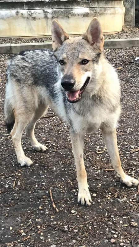 Dog Photo