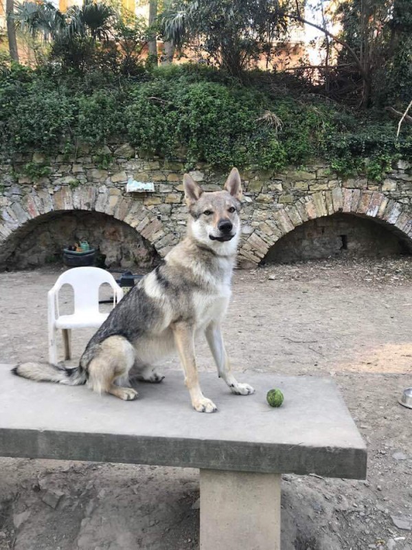 Dog Photo