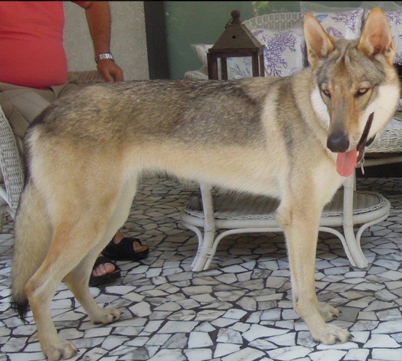 Dog Photo