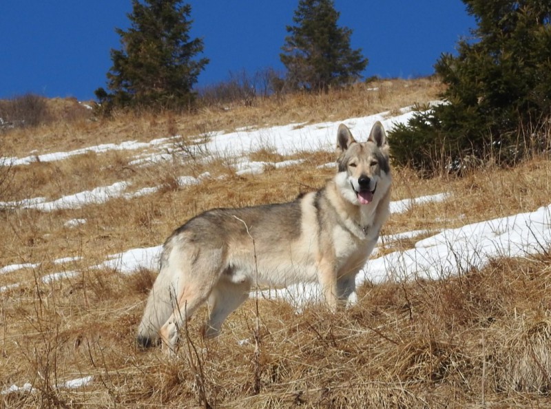 Dog Photo