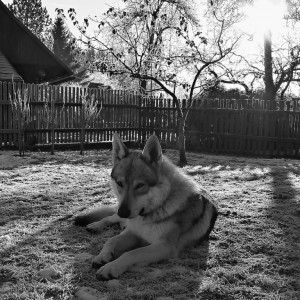 Dog Photo