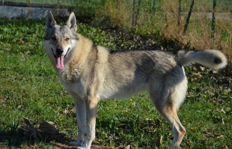 Dog Photo