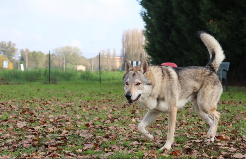 Dog Photo