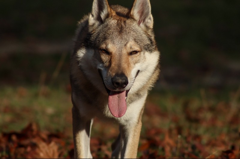 Dog Photo