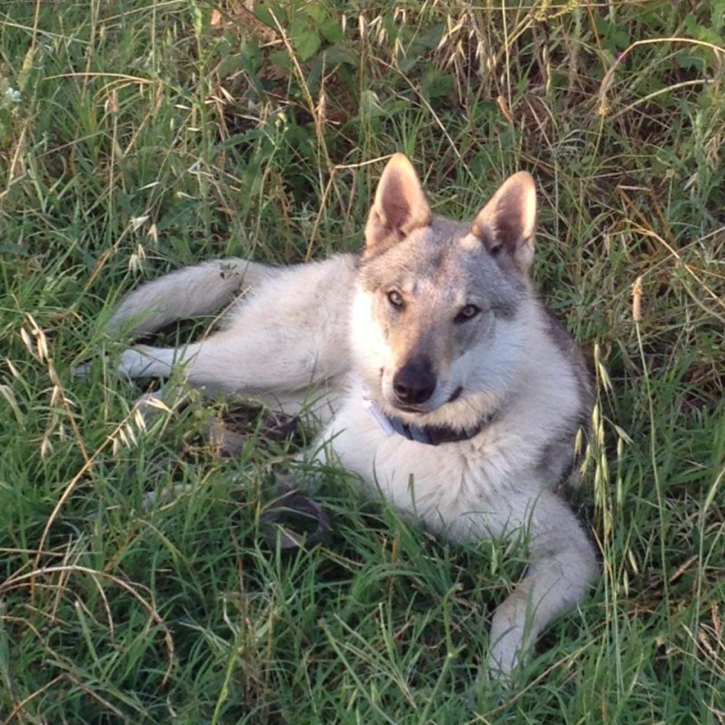 Dog Photo