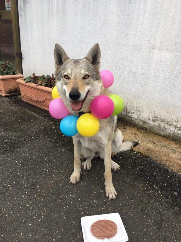Dog Photo