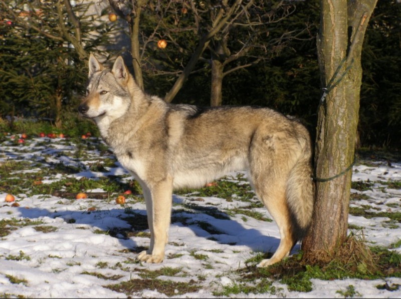 Dog Photo