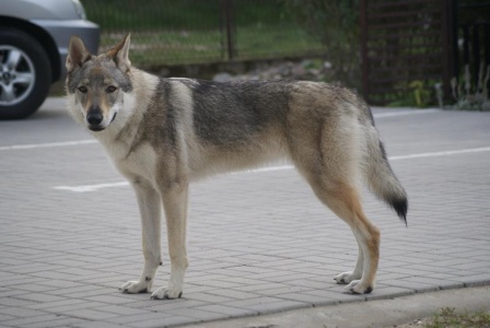 Dog Photo