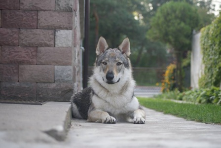 Dog Photo