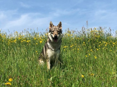 Dog Photo