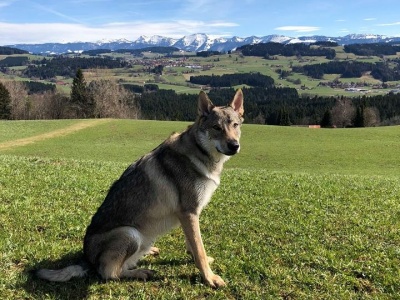 Dog Photo