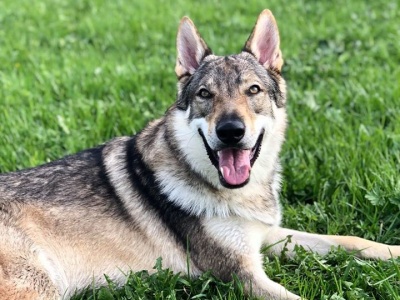 Dog Photo