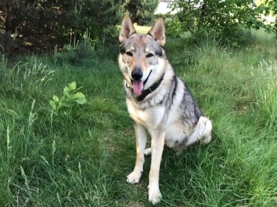 Dog Photo