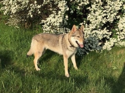 Dog Photo