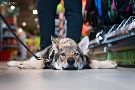 Dog Photo