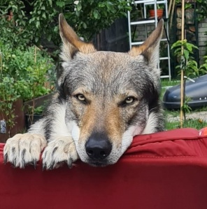 Dog Photo