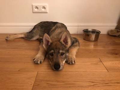 Dog Photo