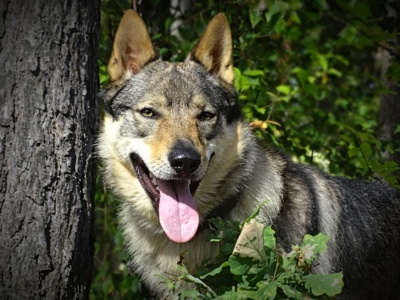 Dog Photo