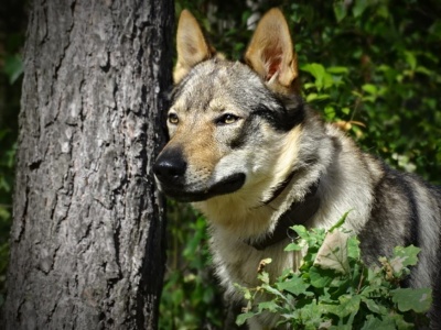 Dog Photo