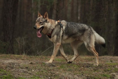 Dog Photo