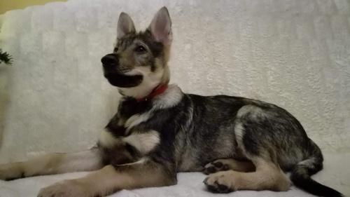 Dog Photo