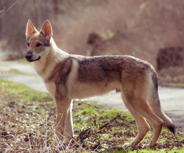 Dog Photo