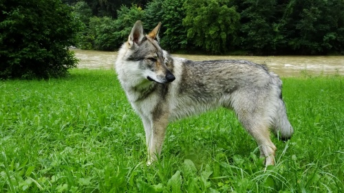 Dog Photo