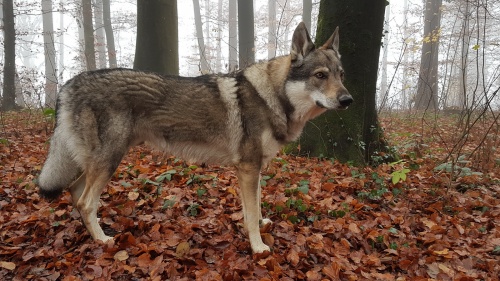 Dog Photo