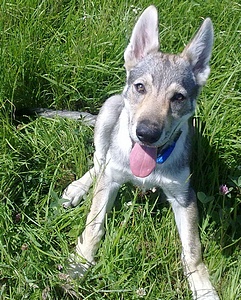 Dog Photo