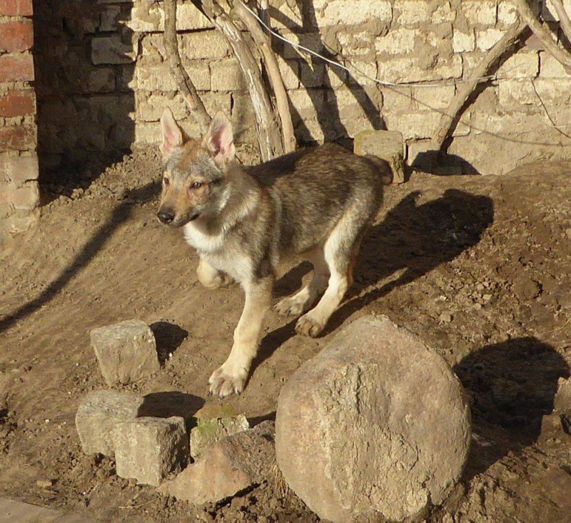 Dog Photo