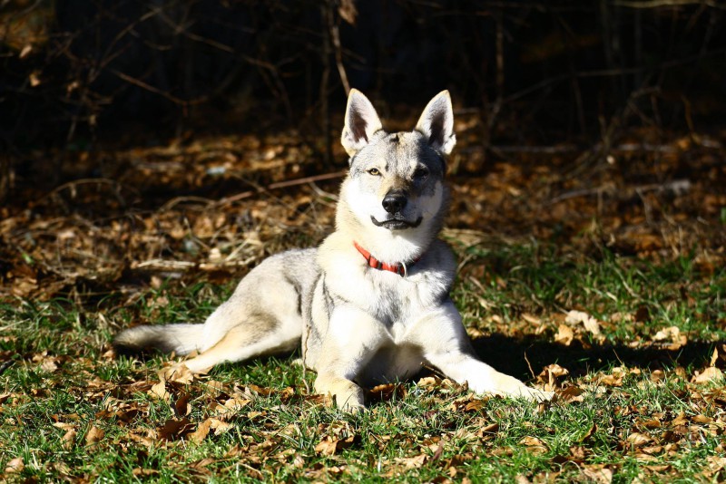 Dog Photo