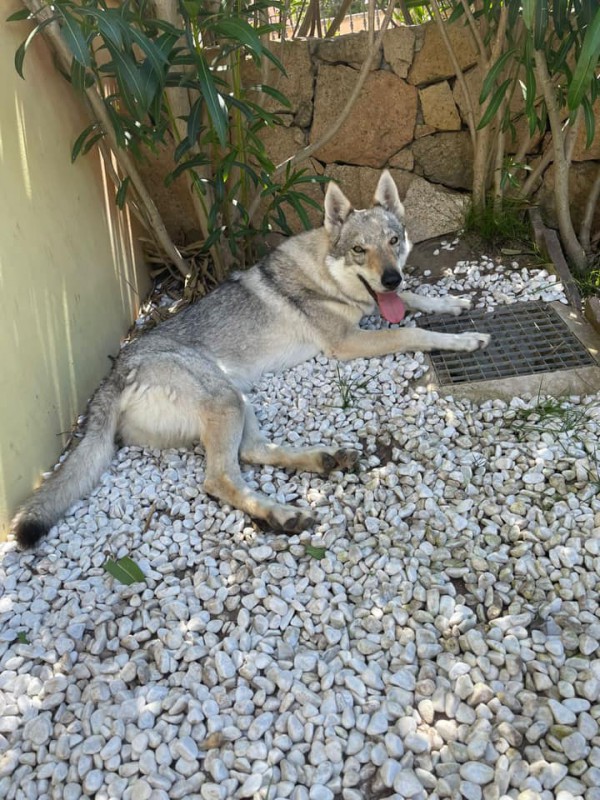 Dog Photo