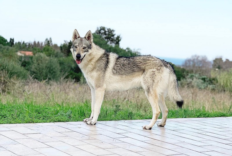 Dog Photo