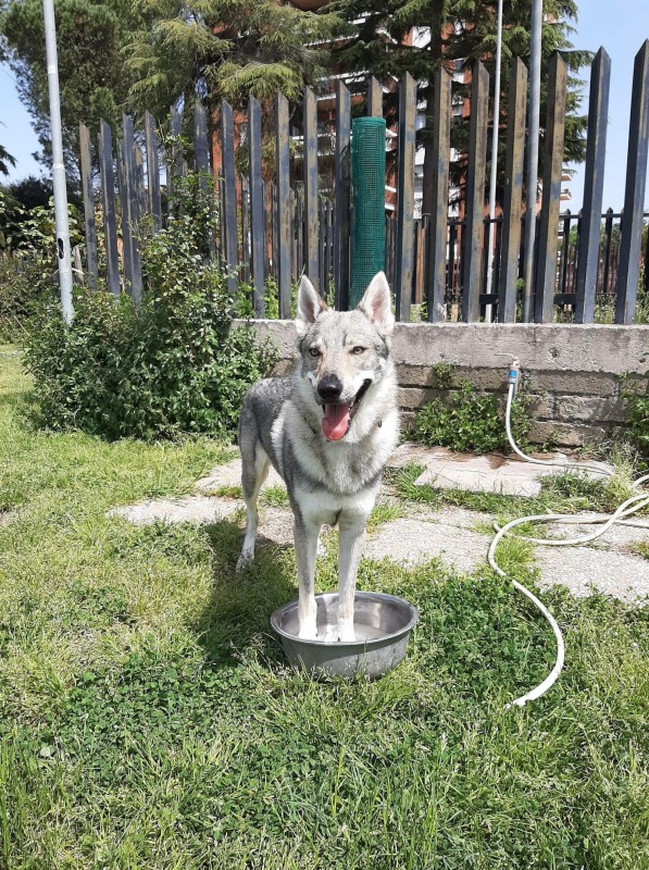 Dog Photo