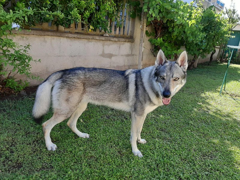 Dog Photo