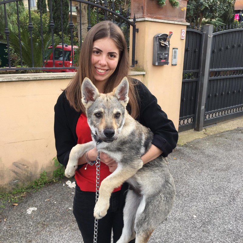 Dog Photo
