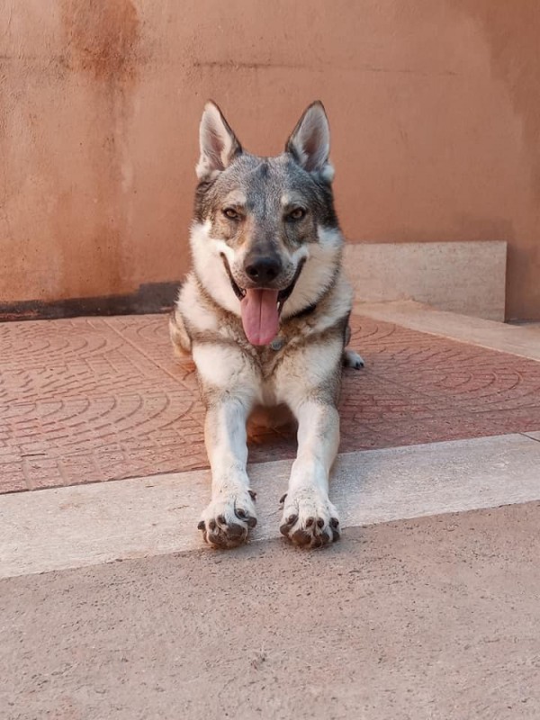Dog Photo