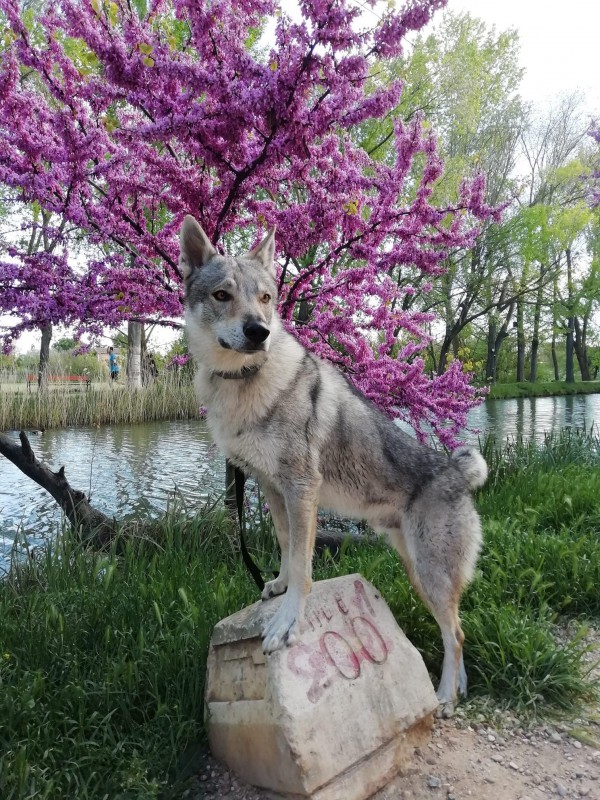 Dog Photo
