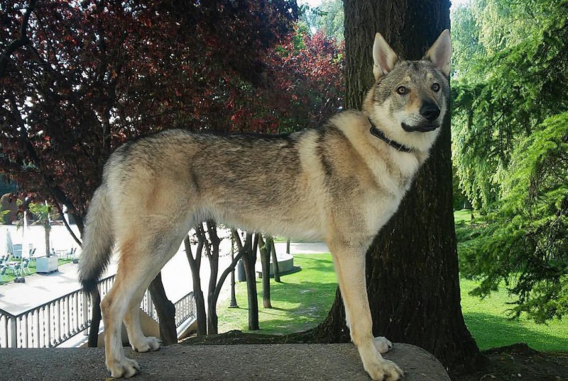 Dog Photo