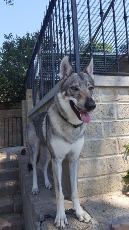 Dog Photo