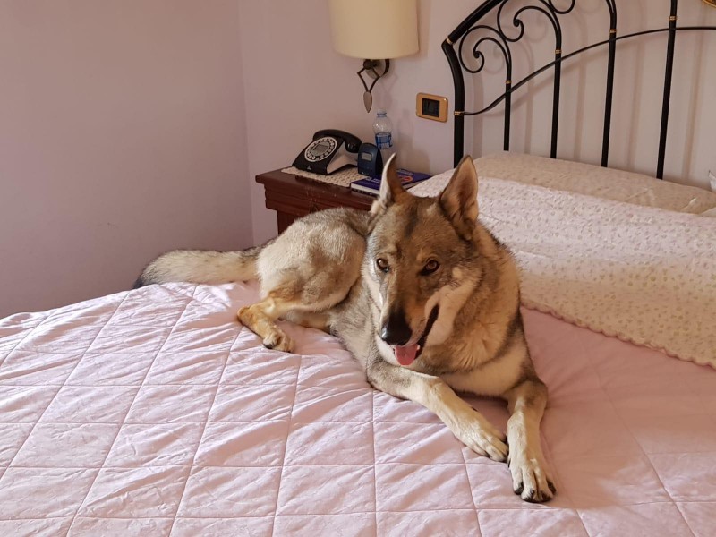 Dog Photo