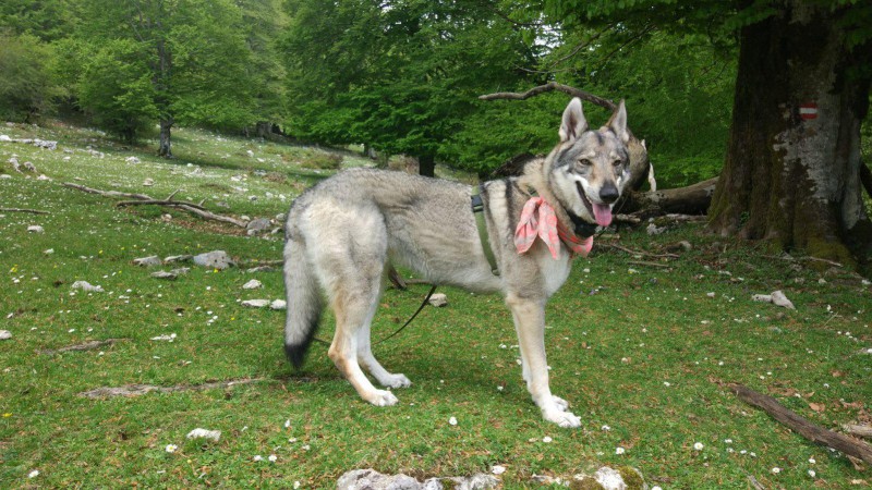 Dog Photo