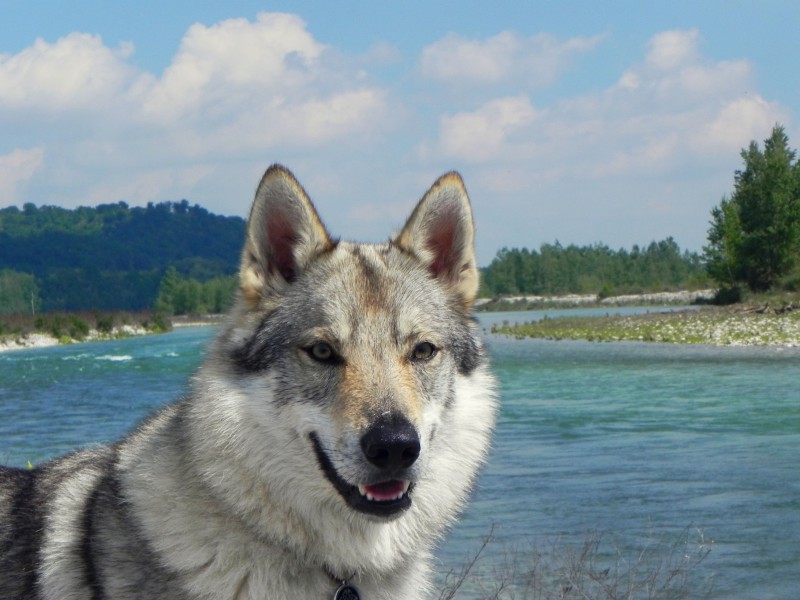 Dog Photo