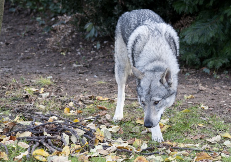Dog Photo