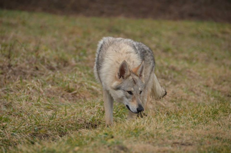 Dog Photo