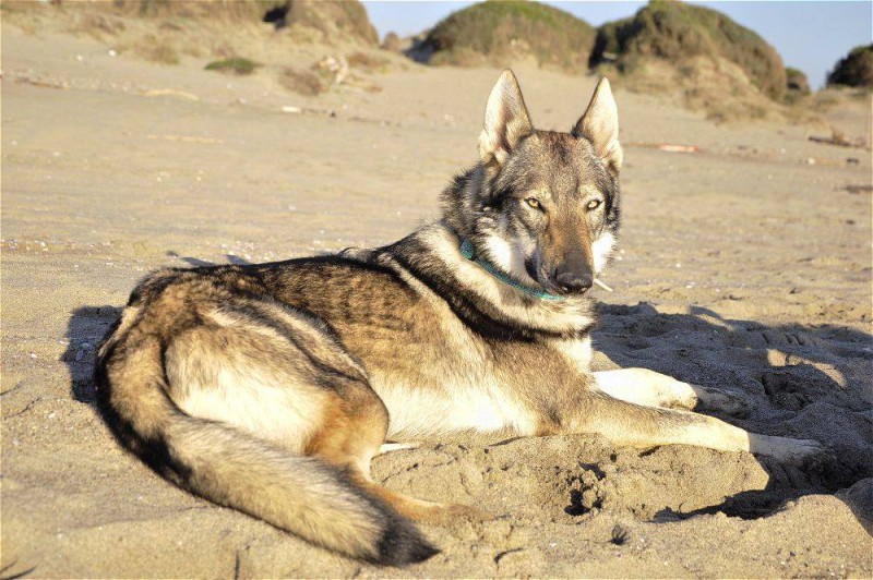 Dog Photo