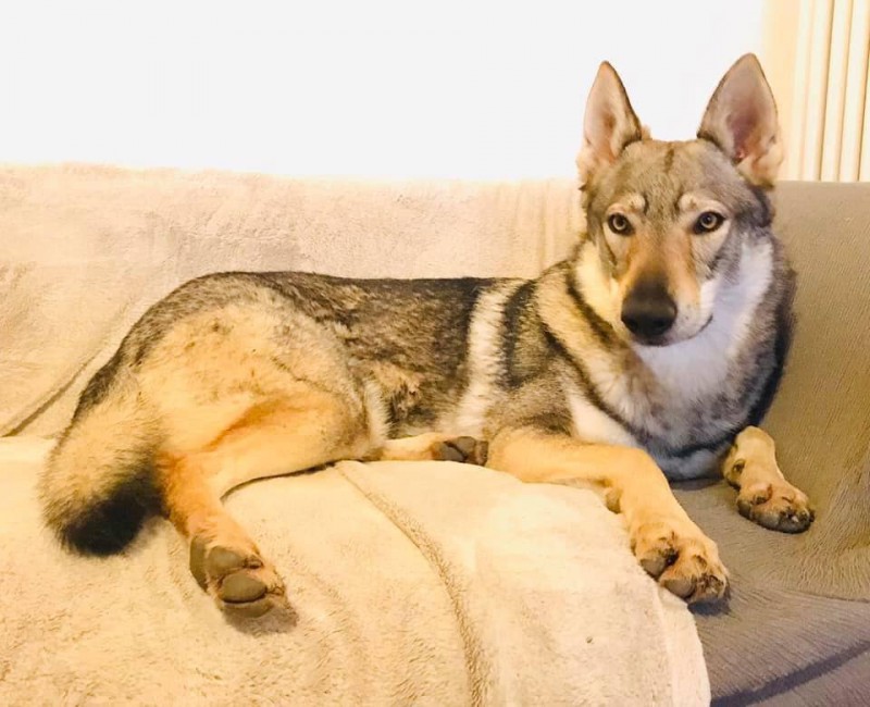 Dog Photo